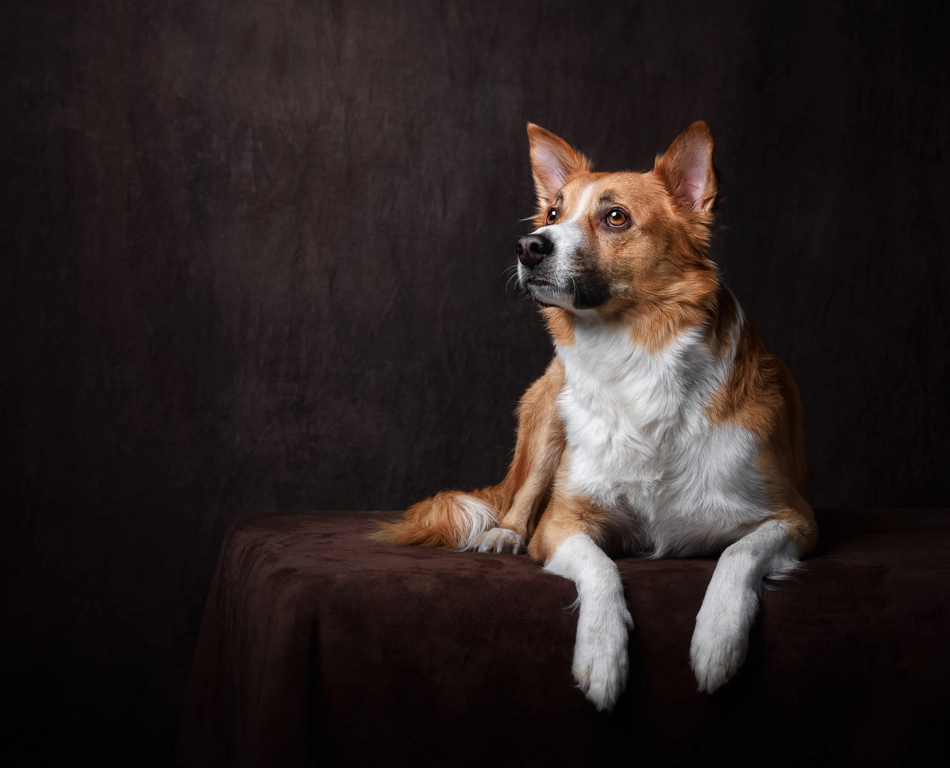 Fine art pet portrait of a brown and white dog against a dark backdrop – high-end pet photography