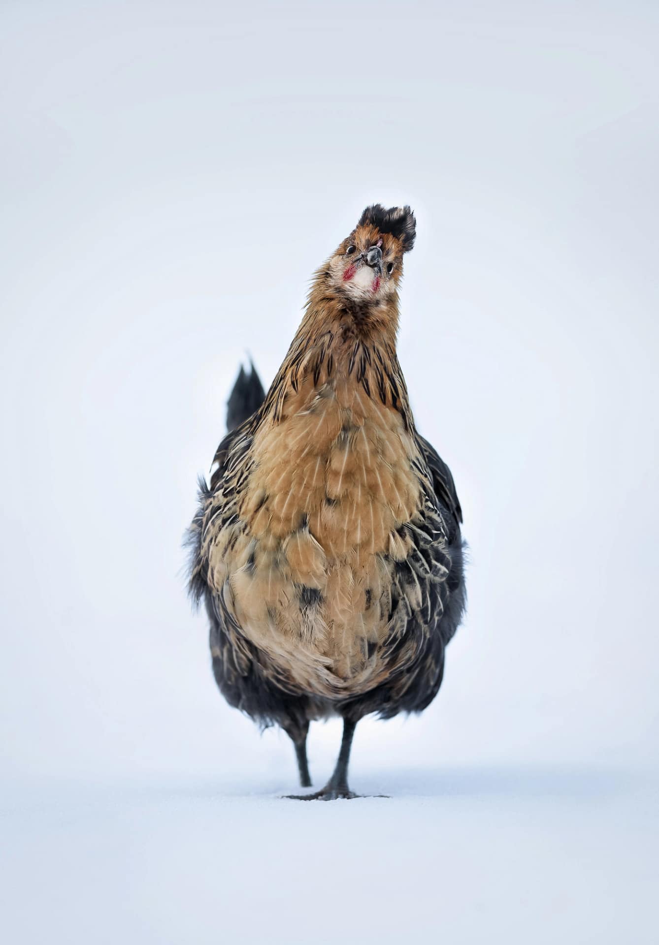 Majestic chicken standing against a stark white background, photographed in a fine art studio style.