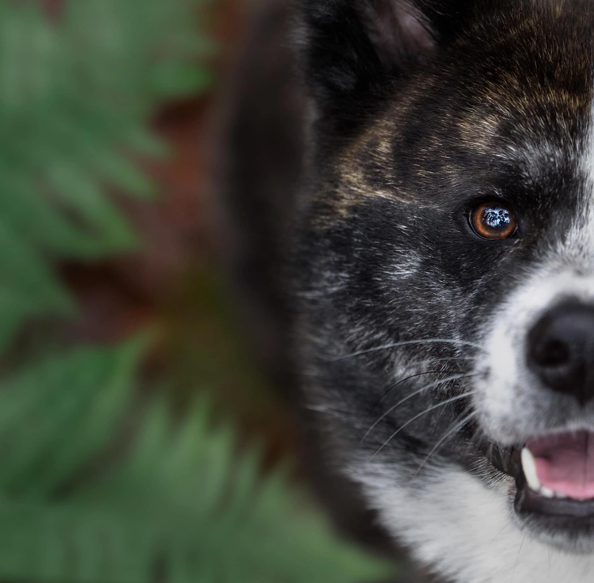 Akita dog peering through dense green foliage, highlighting its alert expression and natural surroundings.
