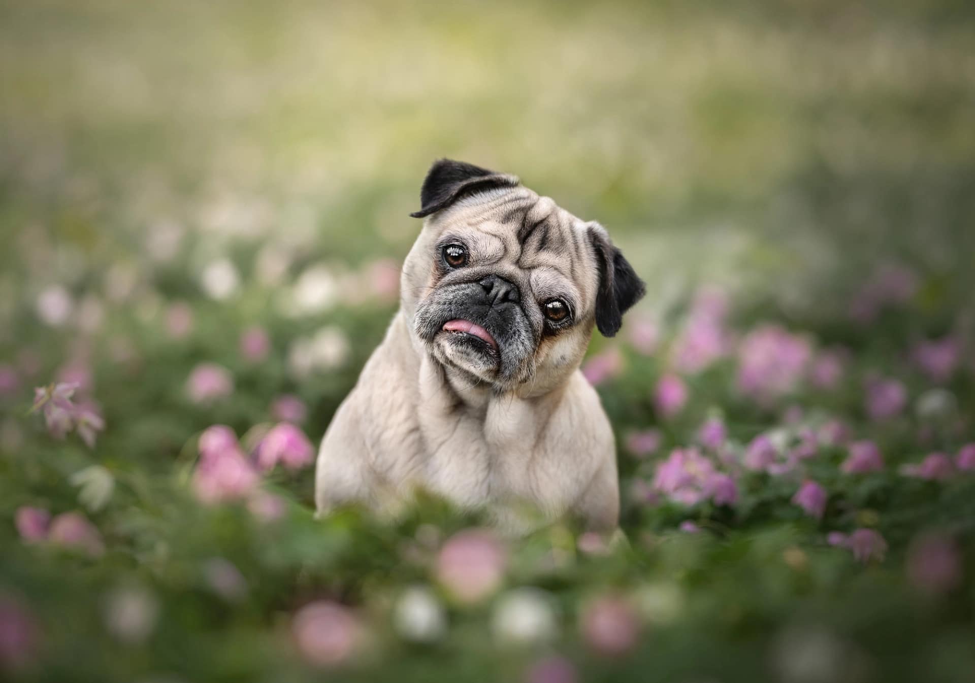 Baby wrapped in a soft autumn blanket, gazing up with a curious expression during a family photoshoot.