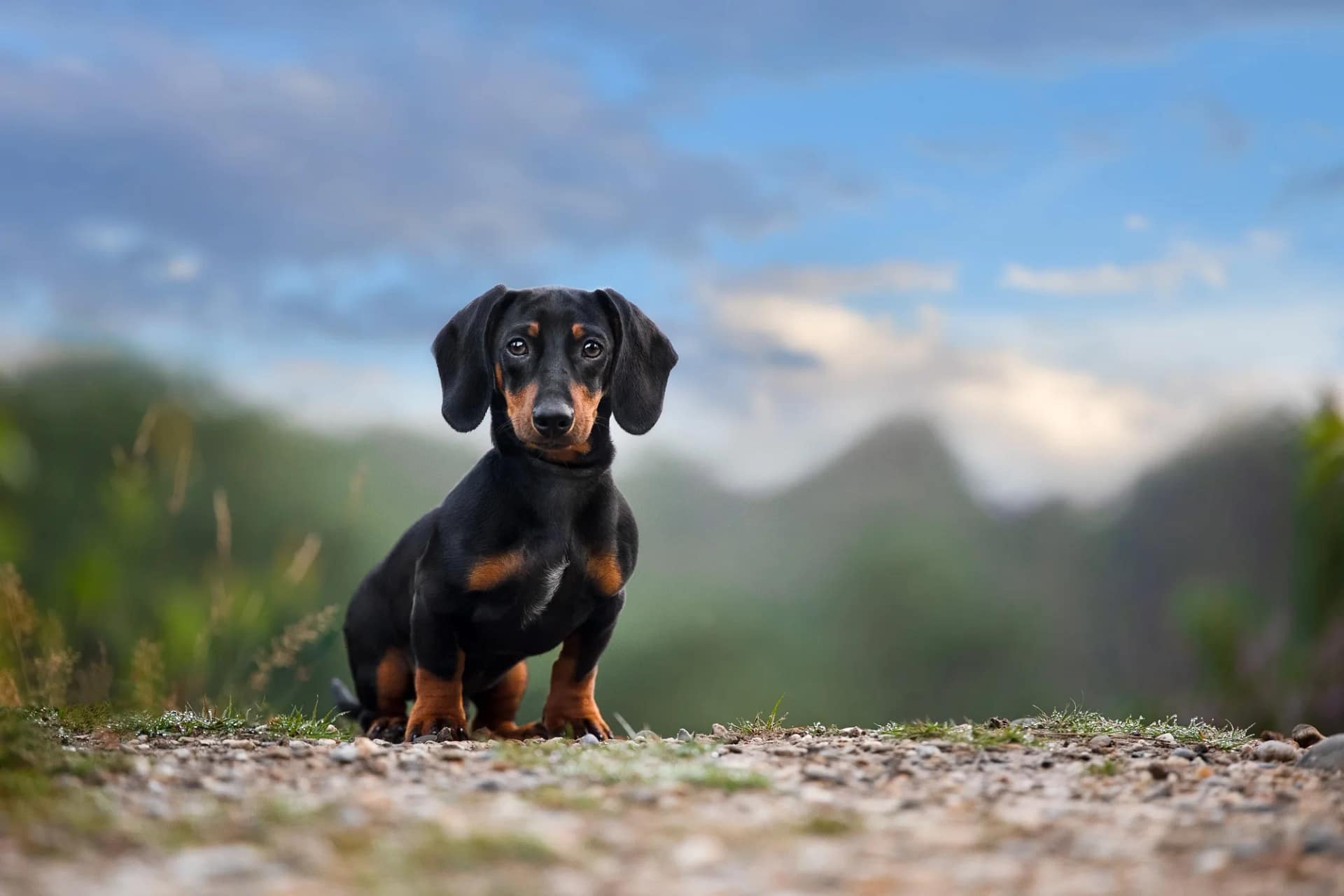 Wild lynx captured mid-leap in a deep forest setting, showcasing its agility and power.