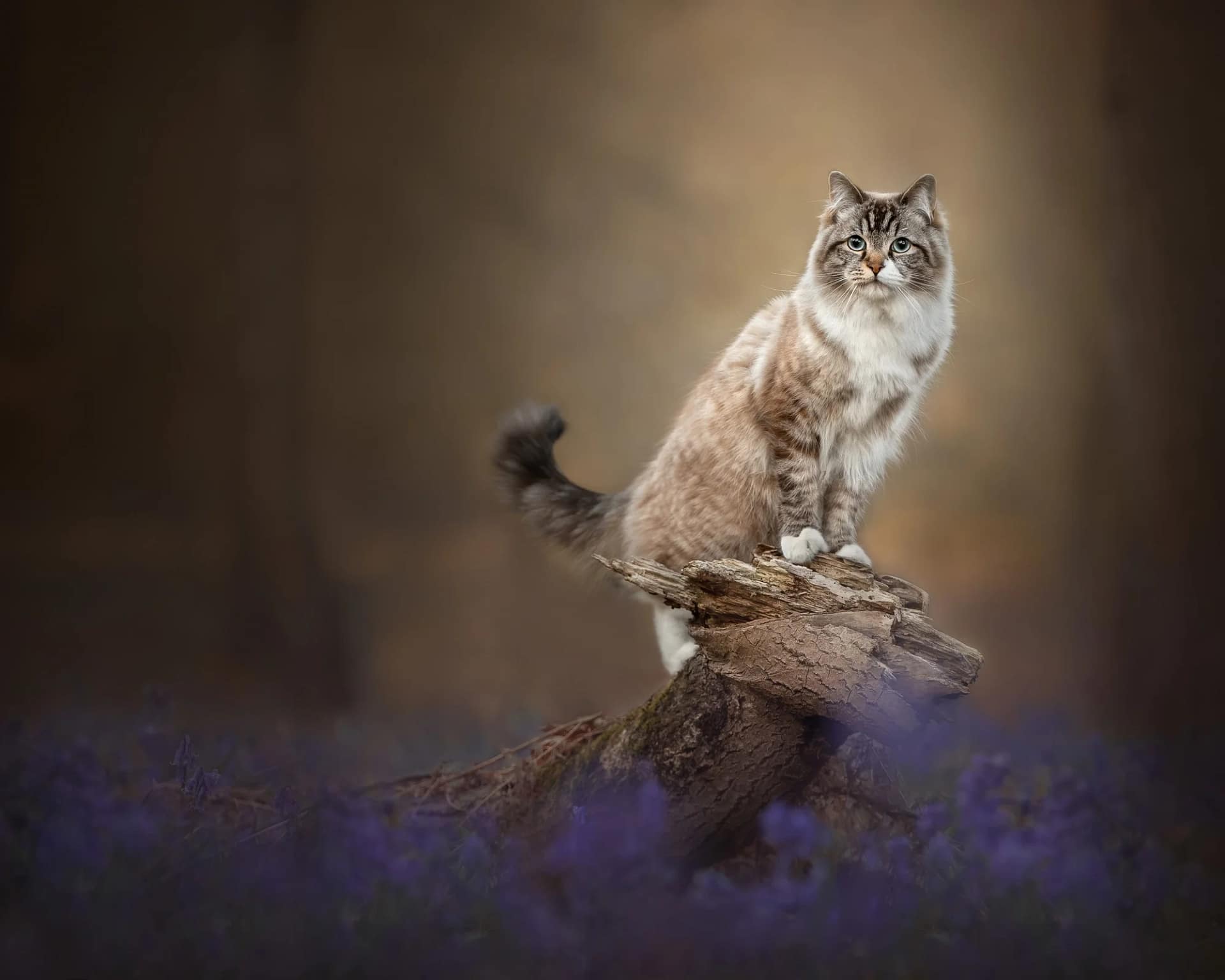 Majestic long-haired cat with blue eyes perched on a fallen tree in a dreamy forest setting. Fine art pet photography by Kat De Laet, capturing luxury feline portraits in San Diego.