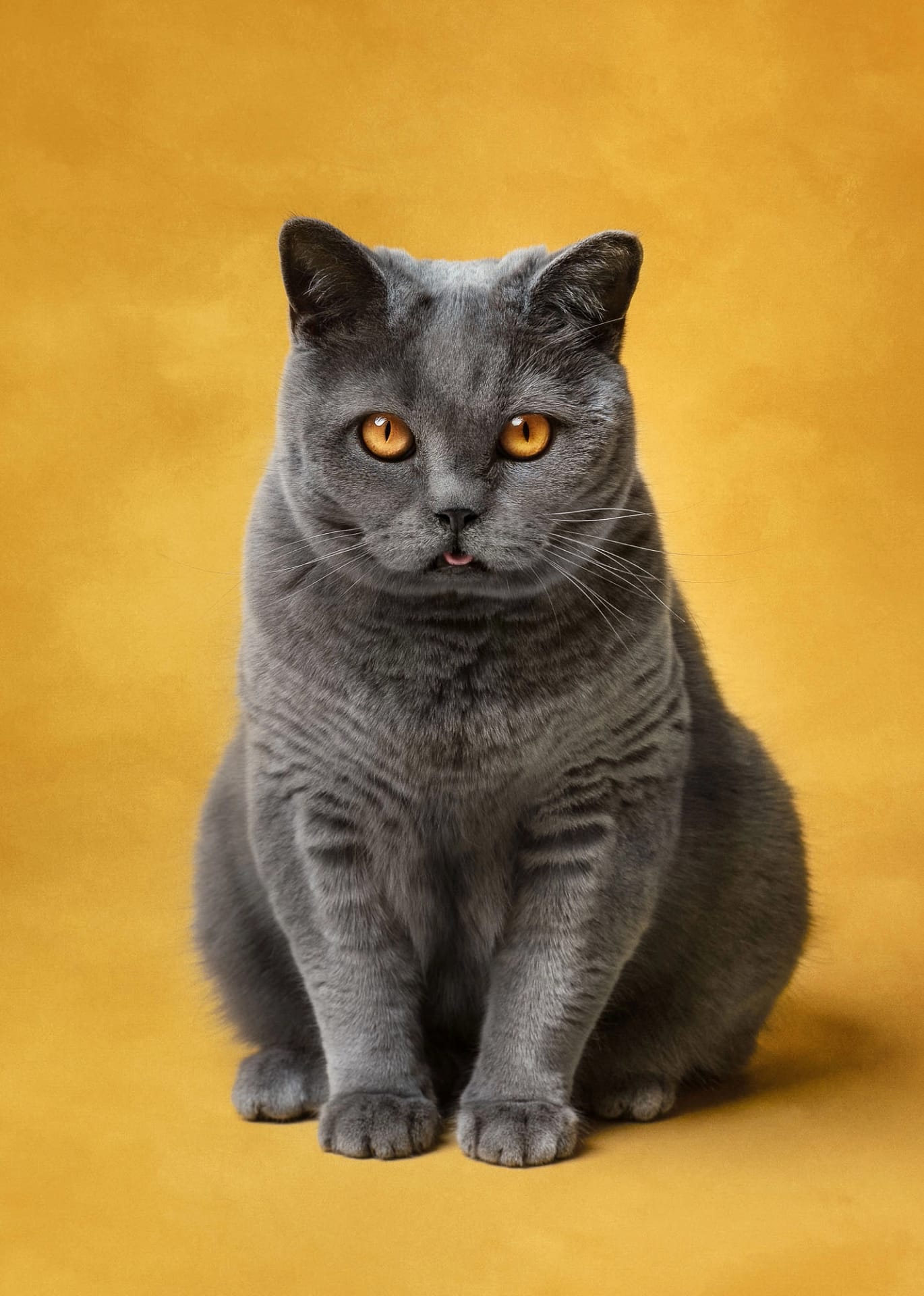 British Shorthair gray cat with golden eyes staring forward against a warm yellow background. Fine art cat photography by Kat De Laet, luxury pet photographer in San Diego.