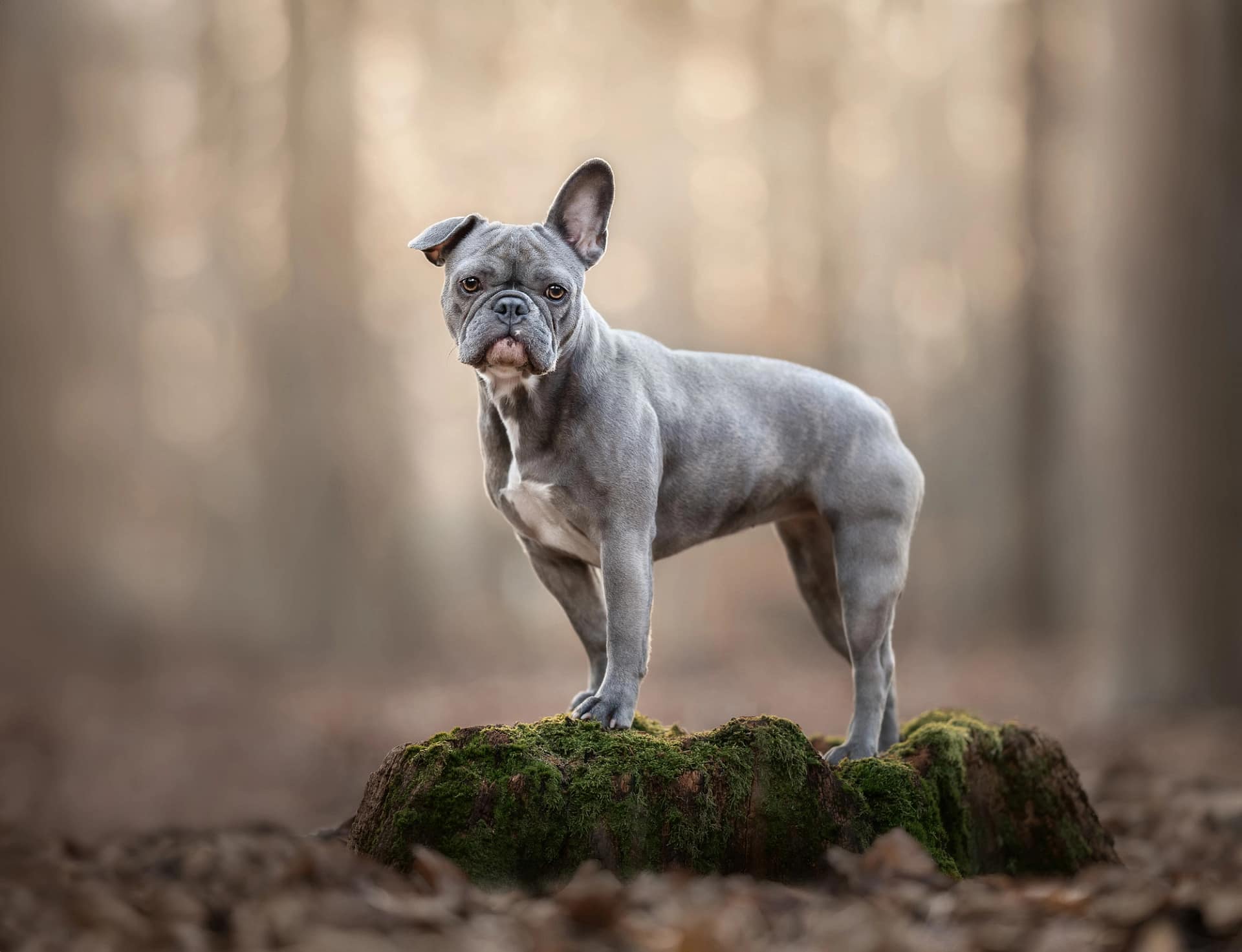 Muscular blue French Bulldog standing atop a mossy rock in a misty autumn woodland scene. Regal dog portrait by Kat De Laet, San Diego.