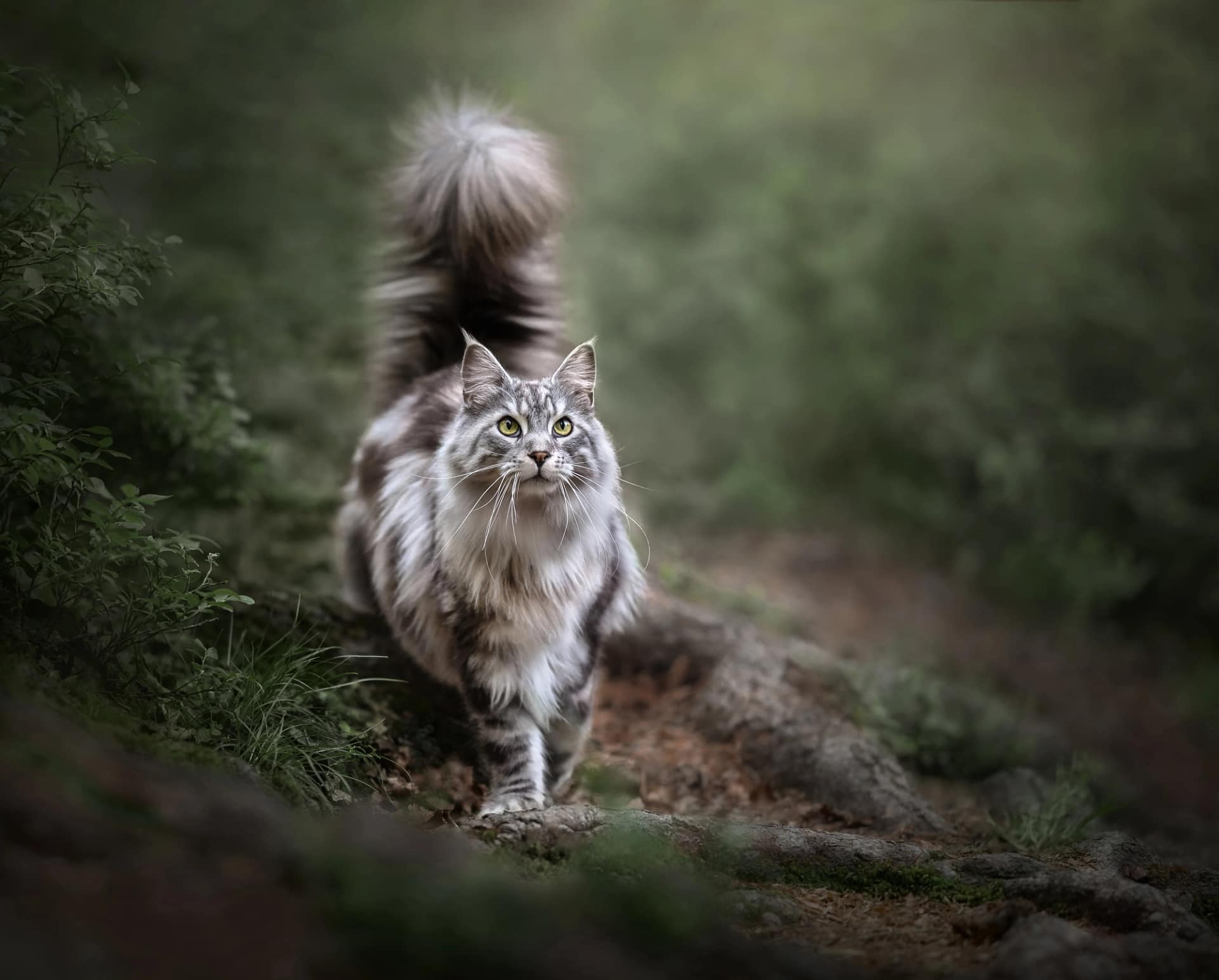 Fluffy Maine Coon cat walking through a lush green forest, its coat shimmering in the light. Luxury cat photography by Kat De Laet, San Diego.