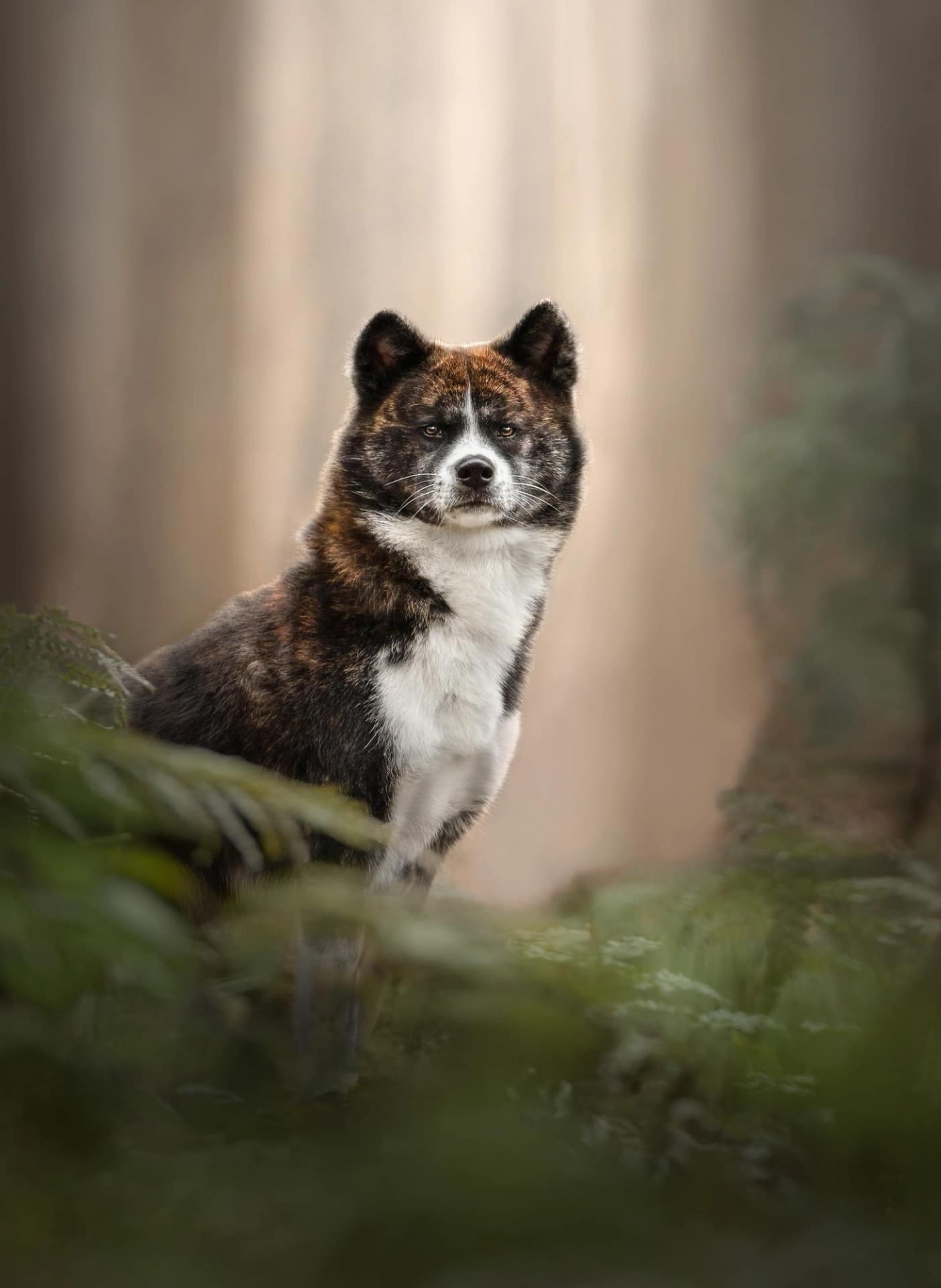 Akita dog standing on a mossy rock, exuding confidence in a softly lit forest scene. Elegant pet portrait by Kat De Laet, San Diego.