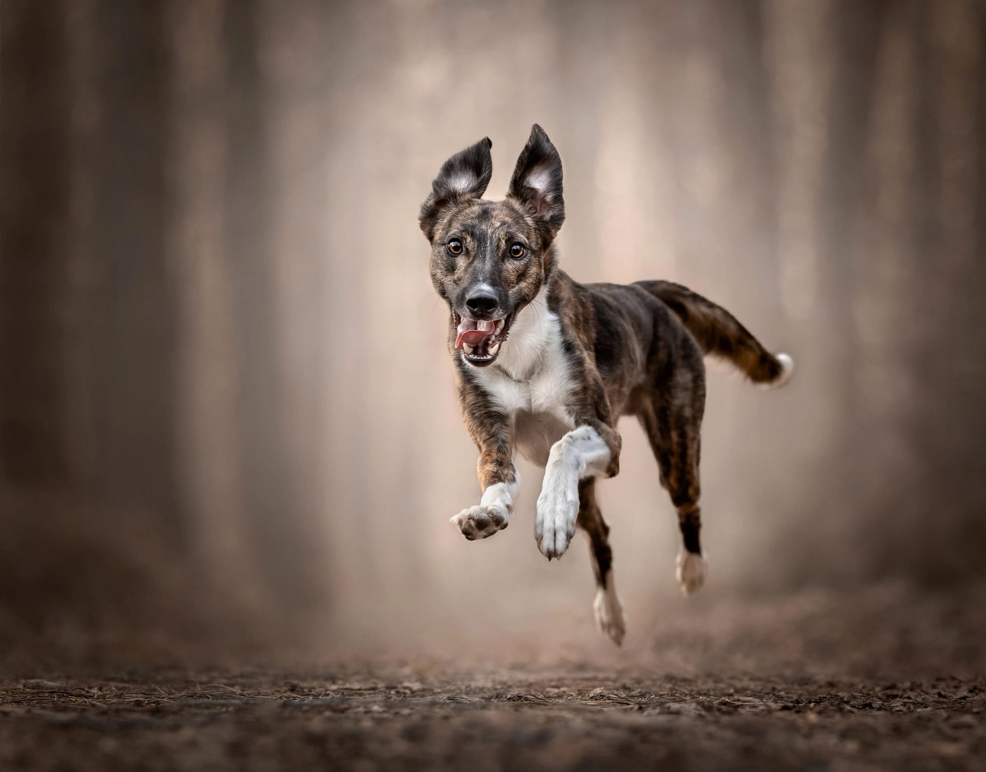 Energetic mixed breed dog running through a misty woodland path, full of movement. Dynamic pet photography by Kat De Laet, San Diego.