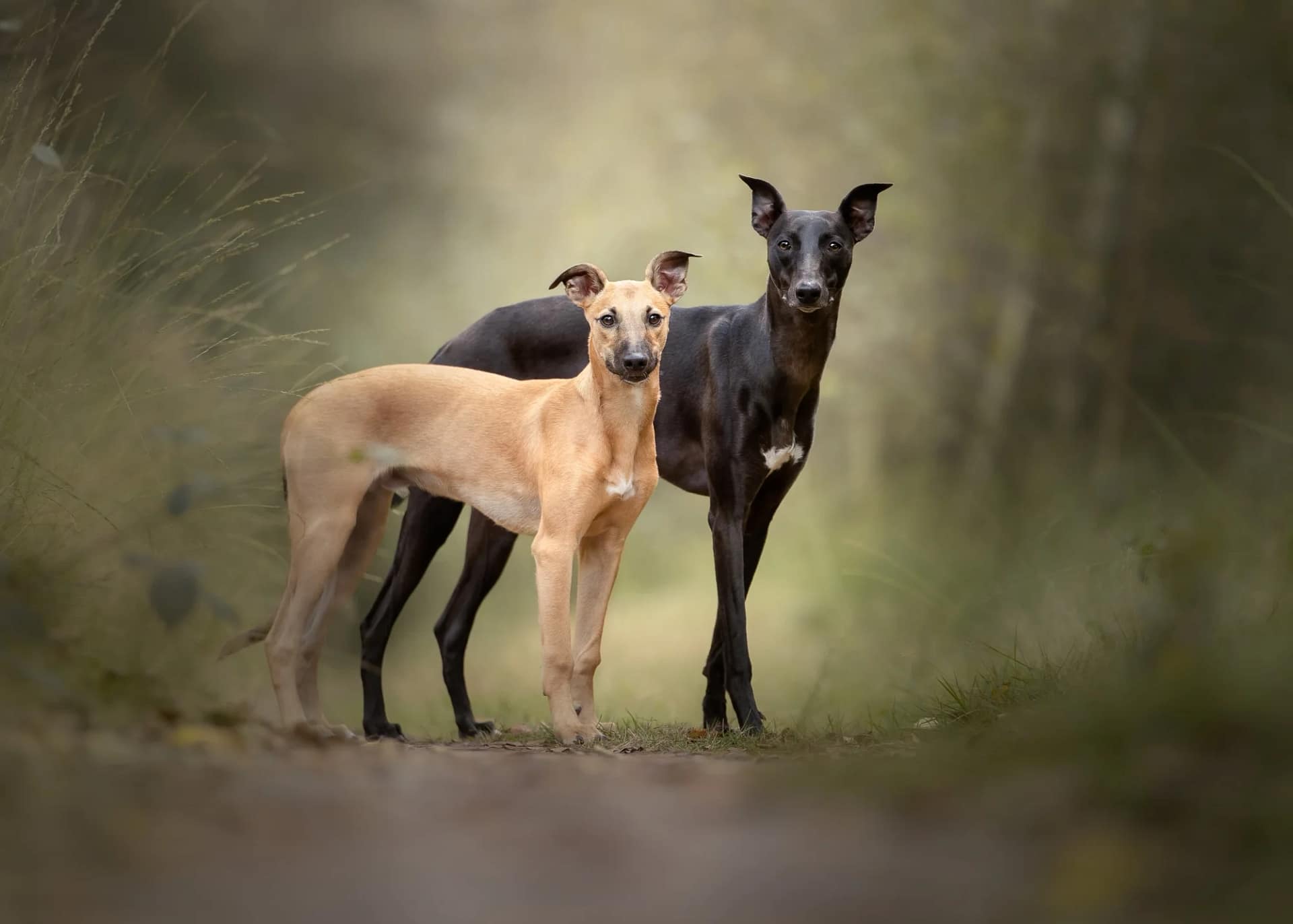 Two elegant Whippets standing side by side on a misty woodland path, surrounded by soft greenery. Fine art dog photography by Kat De Laet, San Diego.