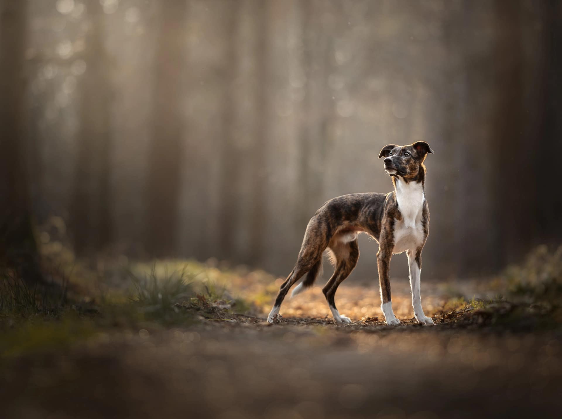 Brindle Whippet standing gracefully in a sunlit forest, gazing into the distance. Fine art pet photography by Kat De Laet, capturing soulful dog portraits in San Diego.