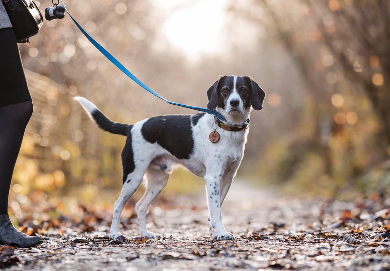 black and white dog on leash before image